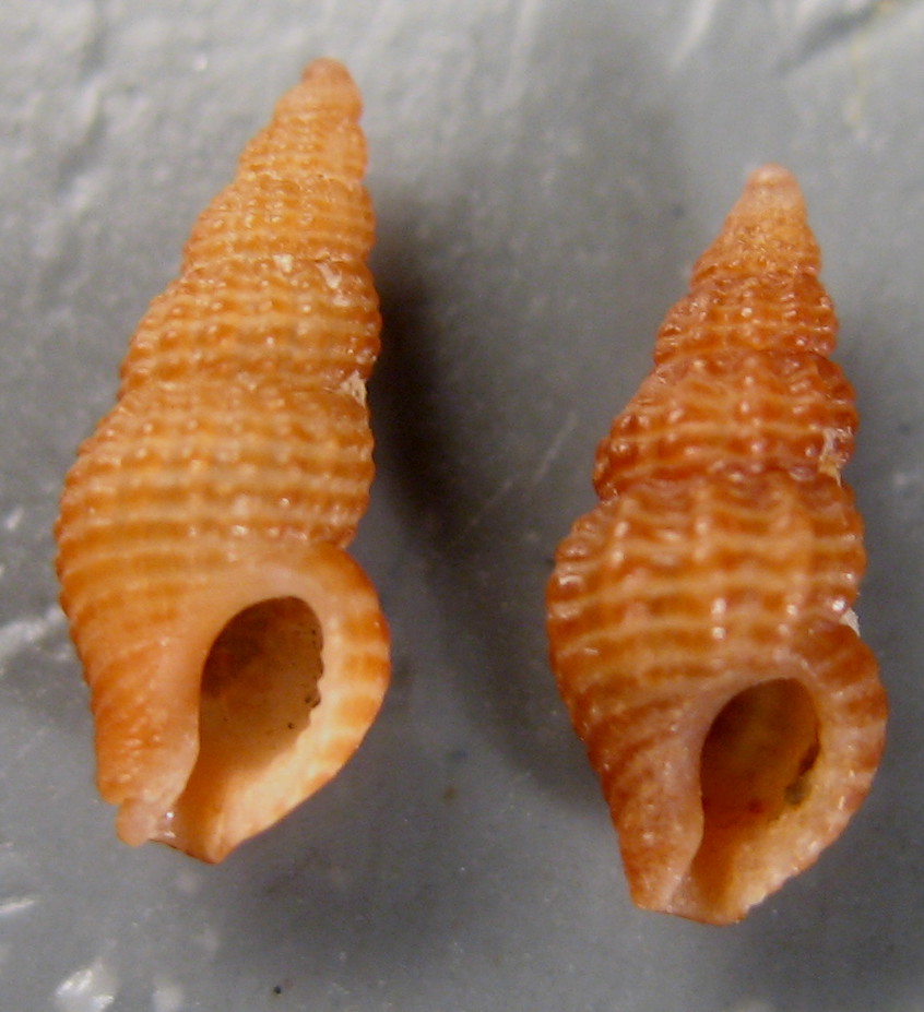 Famiglia Buccinidae: il genere Chauvetia
